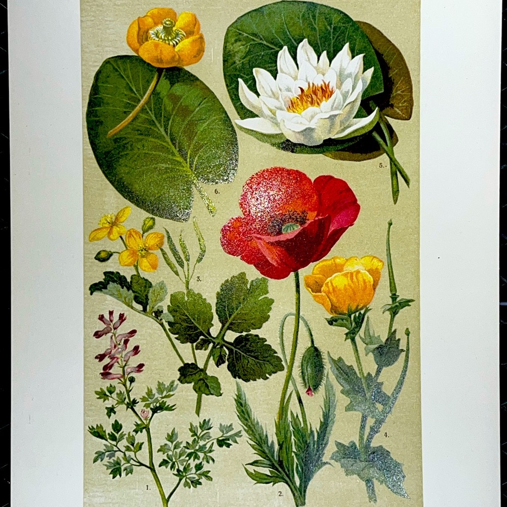 Rare 1800s Botanical Lithos OG boxed set of 86 by noted illustrator Carl Hoffman